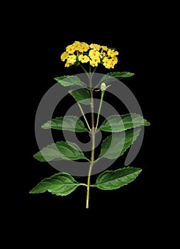 Yellow Verbena on Black