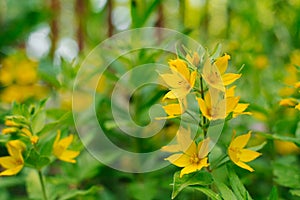 Yellow verbena flowers in the garden