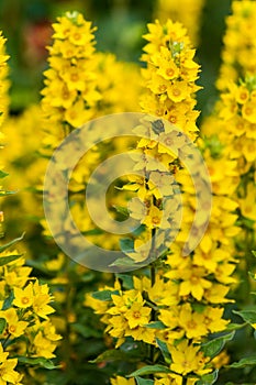 Yellow vertical flowers vertebane in the garden on a background of green leaves