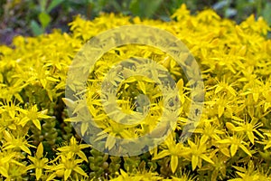 Yellow vertical flowers vertebane in the garden on a background of green leaves