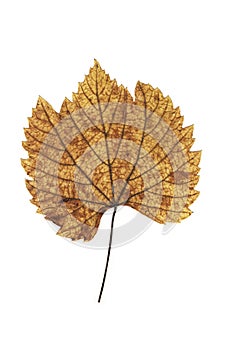 Yellow vine leaf