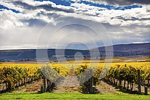 Yellow Vines Grapes Fall Vineyards Red Mountain Benton City Washington