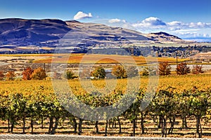 Yellow Vines Grapes Fall Vineyards Red Mountain Benton City Washington