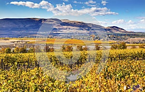 Yellow Vines Grapes Fall Vineyards Red Mountain Benton City Washington