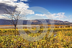 Yellow Vines Grapes Fall Vineyards Red Mountain Benton City Washington