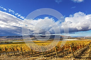 Yellow Vines Grapes Fall Vineyards Red Mountain Benton City Washington