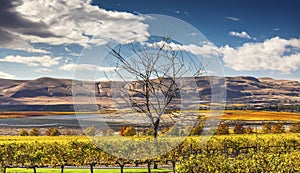 Yellow Vines Grapes Fall Vineyards Red Mountain Benton City Washington