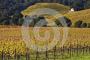 Yellow Vines Leaves Vineyards Fall Napa