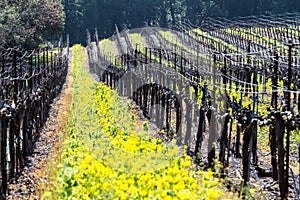 Yellow Vineyard Mustard