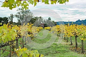 Yellow Vineyard Row Leading to a Red Barn