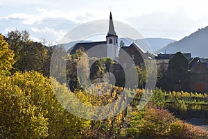 yellow vineyards in front of the church in Bruttig-Fankel, Mosel valley