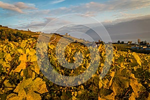 Yellow vineyards in Lutry