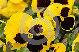 Yellow Viola Cornuta pansy flowers blossom