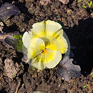 Yellow Viola flower detailed macro, selective focus, shallow DOF