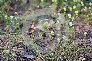 Yellow viola flower in forest