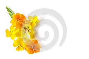 Yellow Viola pansy flower creative composition. Colorful spring flowers isolated on white background. Springtime concept. Top view