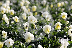 Yellow Violas photo