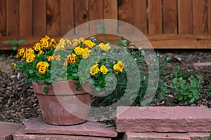 Yellow Violas in Terracotta Pot photo