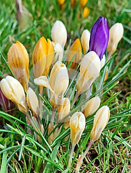 Yellow and violet crocuses or Crocus chrysanthus blooming with dew drops in early spring