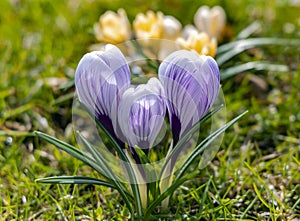 Yellow and violet crocuses or Crocus chrysanthus blooming in early spring in Riga city park.