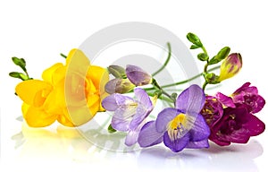 Yellow and violet fresia