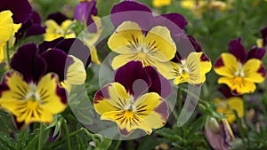 A yellow violet pansy garden plants