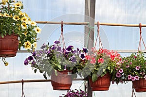 Yellow, violet, red and pink Petunias