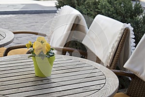 Yellow violets in a plastic pot on a table in a cafe and wicker chairs with white plaids