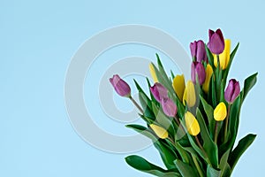 Yellow and violett tulips on the right side ofl ight blue background