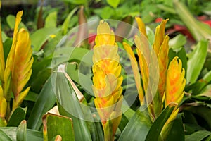 Yellow Vriesea `Stream ` growning