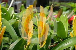 Yellow Vriesea `Stream ` growning