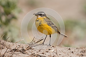 Yellow Wagtail
