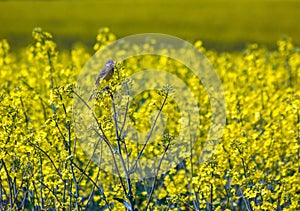 Yellow wagtail