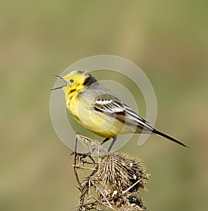 Yellow wagtail