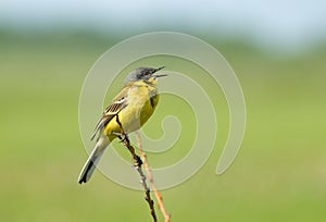 Yellow wagtail