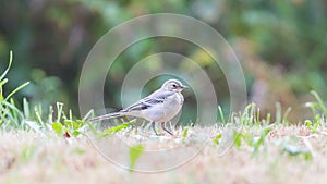 Yellow wagtail, female