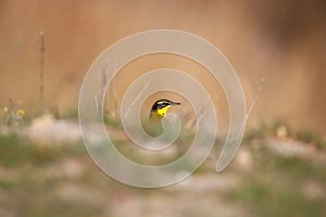 Yellow wagtail Motacilla flava