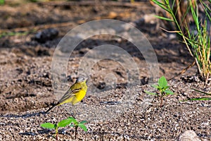 Yellow wagtail or Motacilla flava feldegg