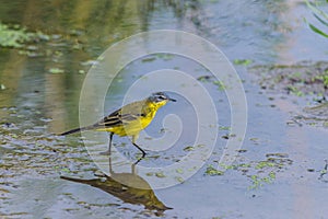 Yellow wagtail or Motacilla flava feldegg