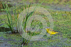 Yellow wagtail or Motacilla flava feldegg