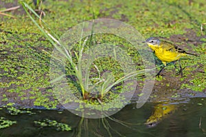 Yellow wagtail or Motacilla flava feldegg