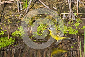 Yellow wagtail or Motacilla flava feldegg