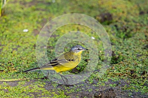 Yellow wagtail or Motacilla flava feldegg