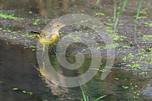 Yellow wagtail or Motacilla flava feldegg