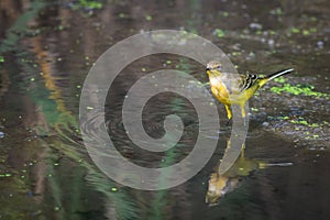 Yellow wagtail or Motacilla flava feldegg