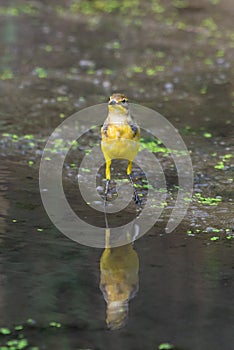 Yellow wagtail or Motacilla flava feldegg