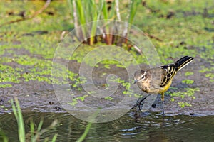 Yellow wagtail or Motacilla flava feldegg