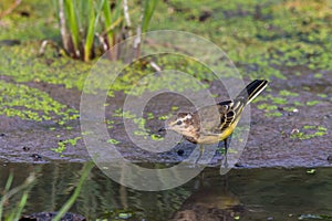 Yellow wagtail or Motacilla flava feldegg