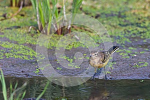 Yellow wagtail or Motacilla flava feldegg