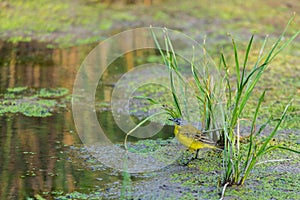 Yellow wagtail or Motacilla flava feldegg